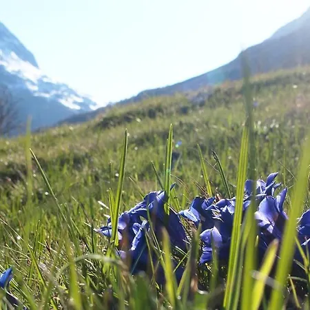 דירה Zimalis גלטור