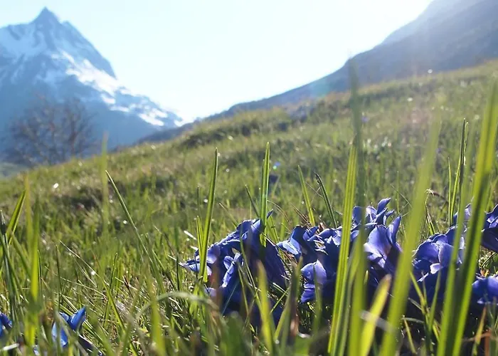 Daire Zimalis Galtür